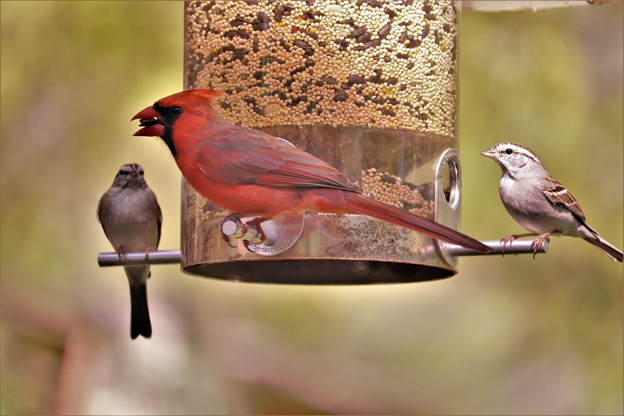 birds on a feeder