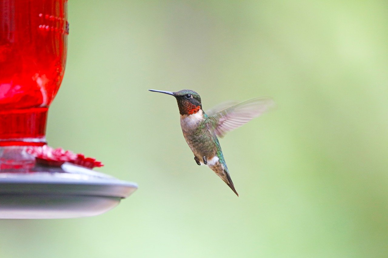 birds on a feeder